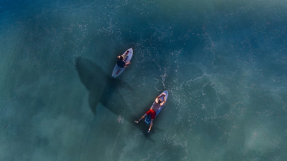 surfers and shark