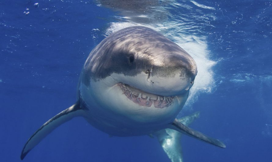 There Are Some Useful Tips on How to Avoid and Escape Shark Attacks in the Water for Surfers