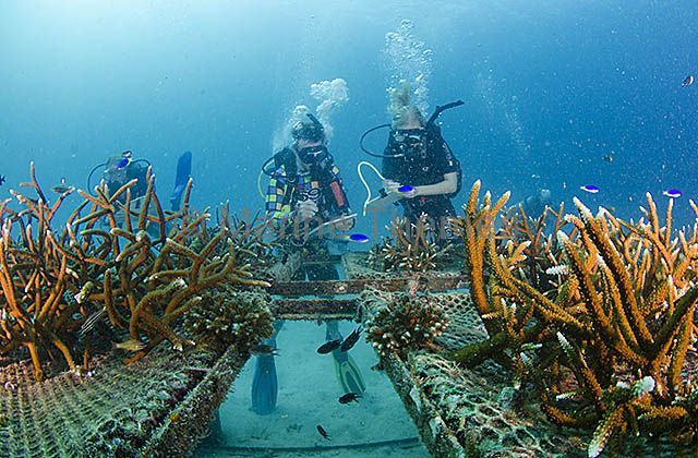 artificial reef making process 