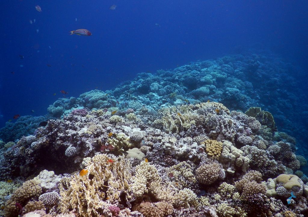 dangers in coral reef
