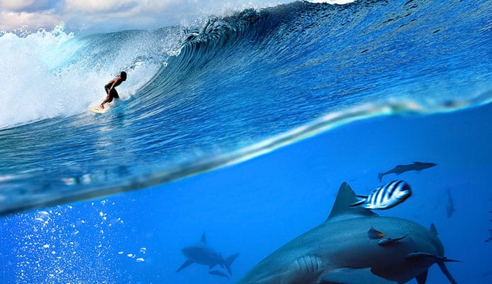 dangers of surfing with sharks