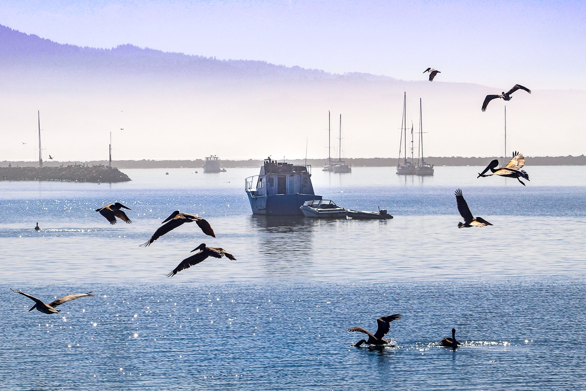 Pelicans-at-Pillar-Point-Harbor