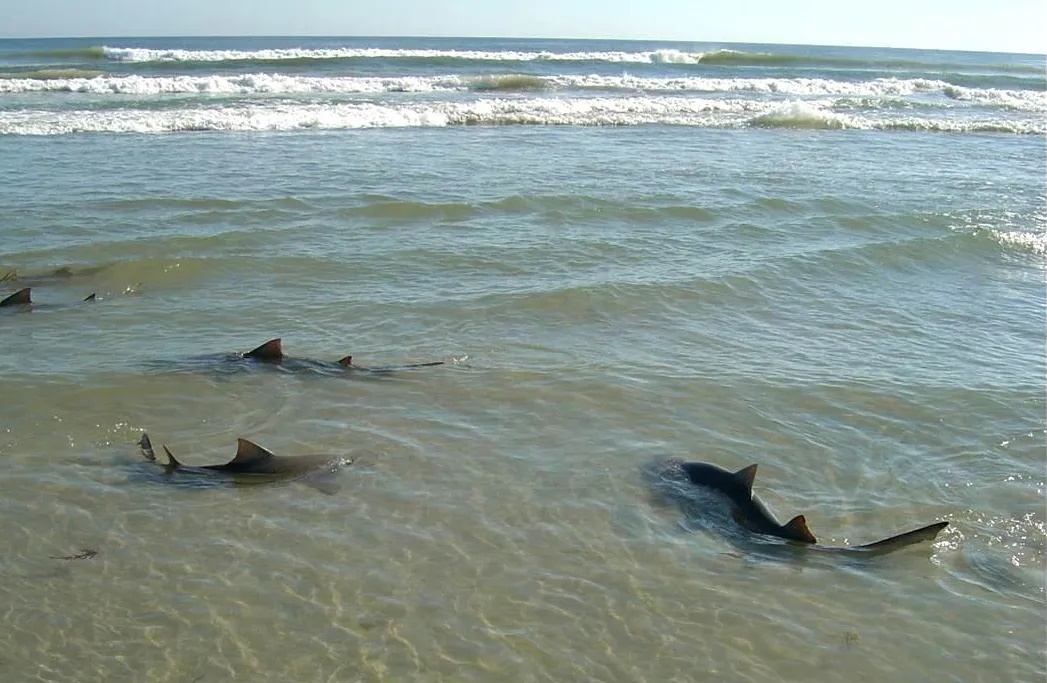 sharks in Florida