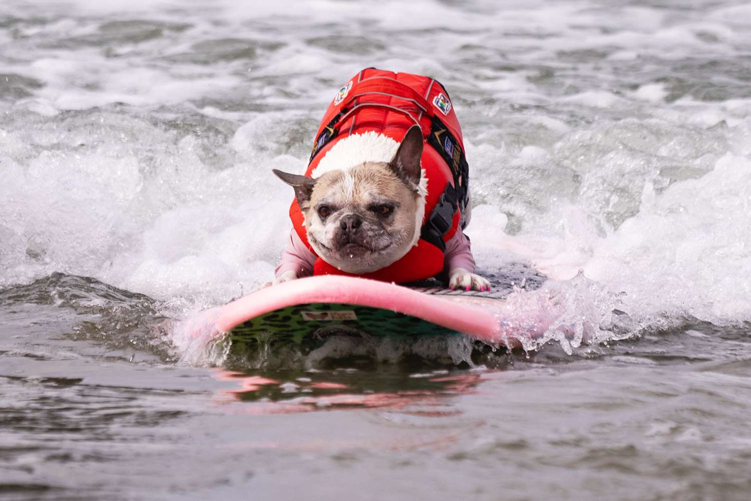 Dog surfing competition Huntington Huntington Beach