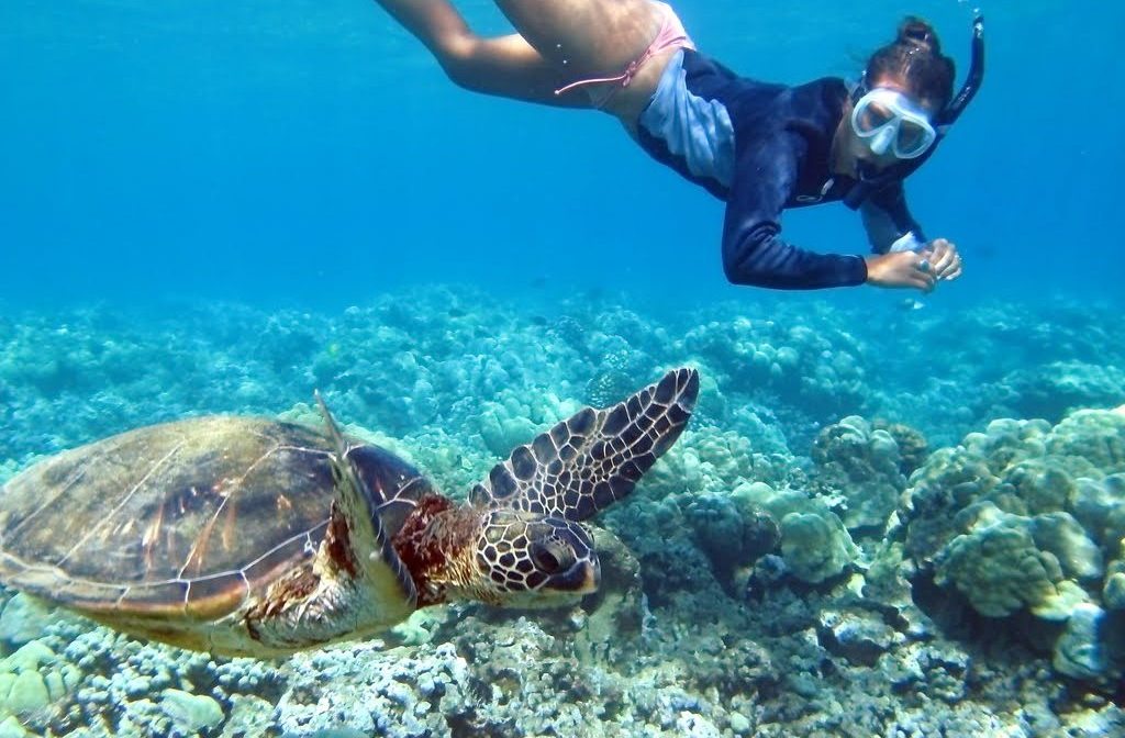 Maui Turtle