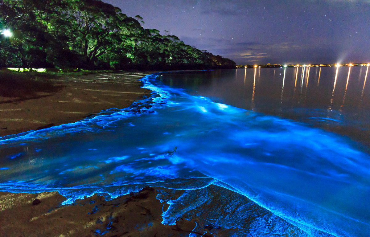 bioluminescent beaches