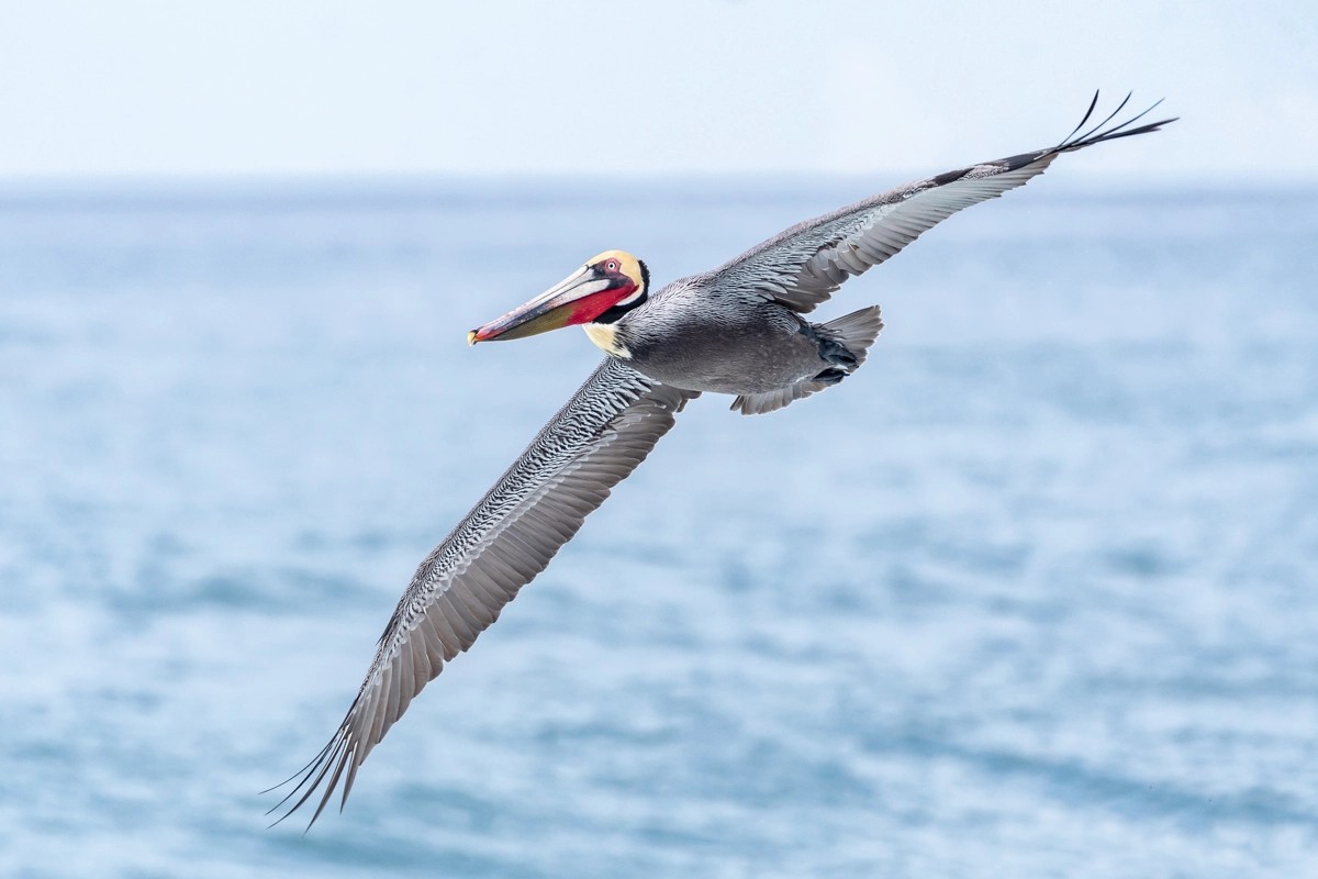 diego-ocean-beach-pier-pelican