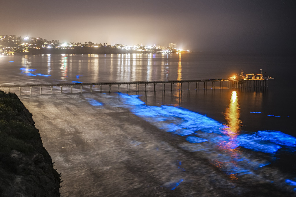 San Diego bioluminescence