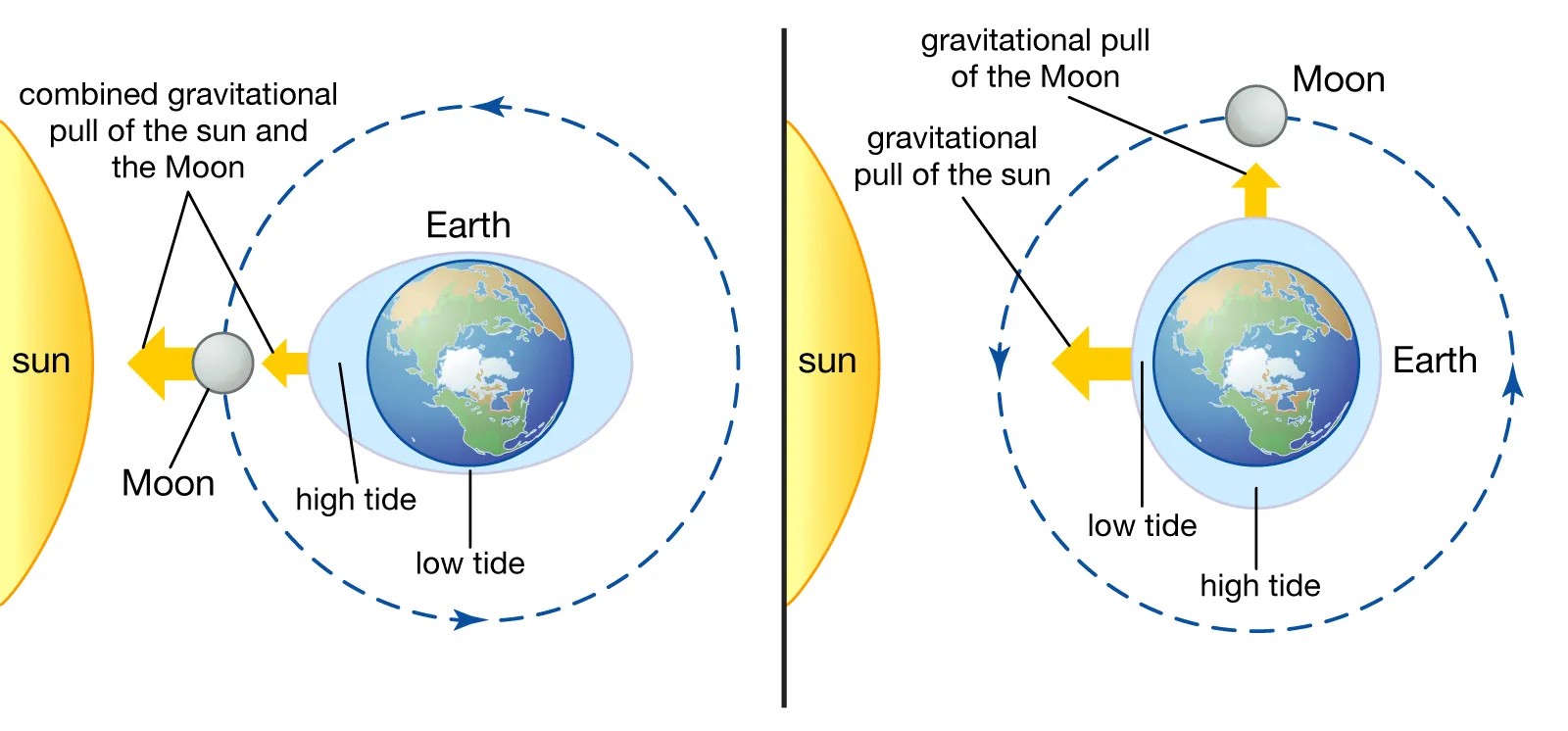 Earth-Tides-pull-water-Sun